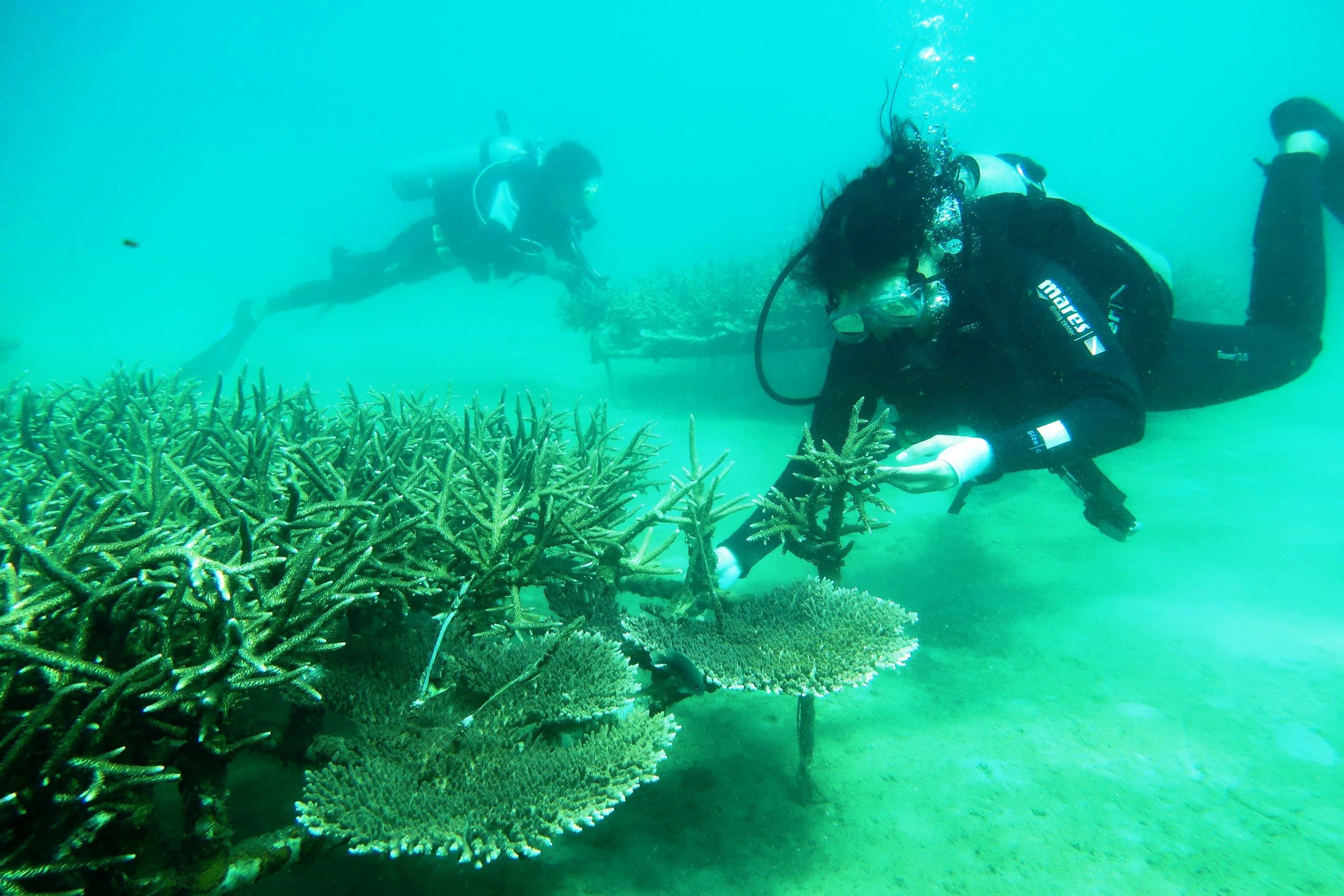 Kiểm tra quá trình phát triển của san hô sau khi được tái tạo mới